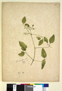 Side 256. Clematis glycinoides, ca. 1803-06 (wc, penn, blekk og blyant) av John William Lewin