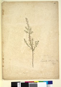 Side 261. Lissanthe strigosa, ca. 1803-06 (wc, penn, blekk og blyant) av John William Lewin