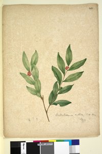 Side 263. Wikstroemia indica, ca. 1803-06 (wc, penn, blekk og blyant) av John William Lewin