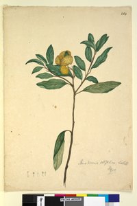 Side 264. Pomaderris elliptica, ca. 1803-06 (wc, penn, blekk og blyant) av John William Lewin