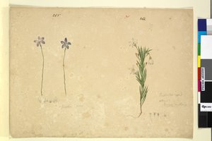 Side 265. Glossodia minor; 266. Ricinocarpus, ca. 1803-06 (wc, penn, blekk og blyant) av John William Lewin