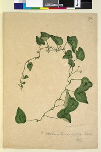 Side 270. Stephania hernandiaefolia, ca. 1803-06 (wc, penn, blekk og blyant) av John William Lewin