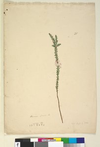 Side 28. Epacris sparsa, ca. 1803-06 (wc, penn, blekk og blyant)