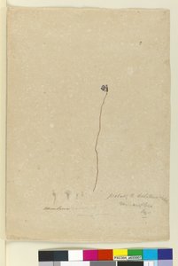 Side 2. Utricularia dichotoma, ca. 1803-06 (wc, penn, blekk og blyant) av John William Lewin