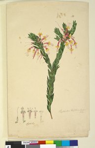 Side 33. Styphelia triflora, ca. 1803-06 (wc, penn, blekk og blyant) av John William Lewin