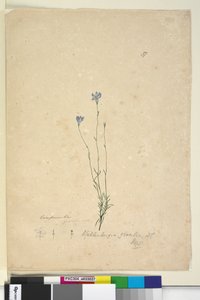 Side 37. Wahlenbergia gracilis, ca. 1803-06 (wc, penn, blekk og blyant) av John William Lewin