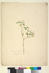 Side 39. Solanum nigrum, ca. 1803-06 (wc, penn, blekk og blyant) av John William Lewin