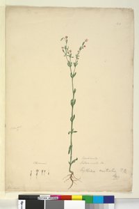 Side 40. Erythraea australis, ca. 1803-06 (wc, penn, blekk og blyant) av John William Lewin