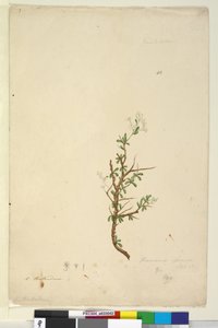 Side 42. Bursaria spinosa, ca. 1803-06 (wc, penn, blekk og blyant) av John William Lewin