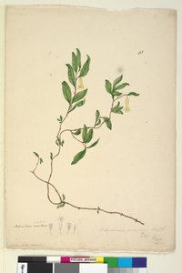 Side 43. Billardiera scandens, ca. 1803-06 (wc, penn, blekk og blyant) av John William Lewin