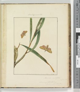 Side 43. Plate 11 Bombyx Nasuta, 1803-04 (håndfargede etsetrykk) av John William Lewin