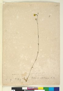 Side 47. Goodenia stelligera, ca. 1803-06 (wc, penn, blekk og blyant) av John William Lewin