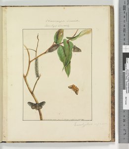 Side 47. Plate 12 Clisiocampa Lewinae Bombyx Lewinae, 1803-04 (håndfargede etsetrykk) av John William Lewin