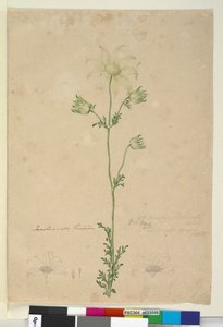 Side 48. Actinotus Helianthi, ca. 1803-06 (wc, penn, blekk og blyant) av John William Lewin