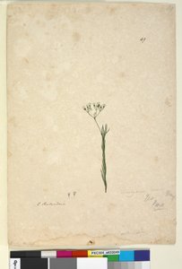 Side 49. Trachymene linearis, ca. 1803-06 (wc, penn, blekk og blyant) av John William Lewin