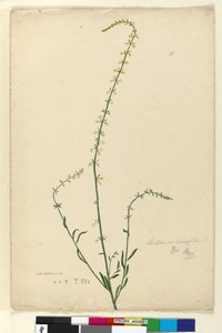 Side 51. Stackhousia, ca. 1803-06 (wc, penn, blekk og blyant) av John William Lewin
