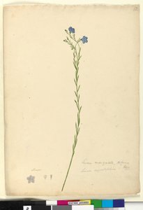 Side 52. Linum marginale, ca. 1803-06 (wc, penn, blekk og blyant) av John William Lewin