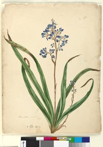 Side 57. Dianella caerulea, ca. 1803-06 (wc, penn, blekk og blyant)