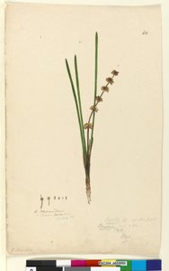 Side 62. Xerotes Lomandra multiflora, ca. 1803-06 (wc, penn, blekk og blyant) av John William Lewin