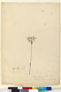 Side 63. Burchardia umbellata, ca. 1803-06 (wc, penn, blekk og blyant) av John William Lewin