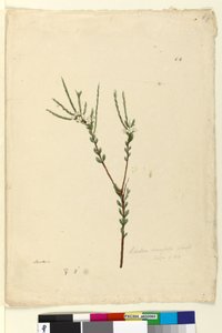 Side 64. Baeckea densifolia, ca. 1803-06 (wc, penn, blekk og blyant) av John William Lewin