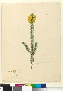 Side 73. Dillwynia rubis?, ca. 1803-06 (wc, penn, blekk og blyant)