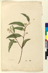 Side 83. Eucalyptus, ca. 1803-06 (wc, penn, blekk og blyant) av John William Lewin