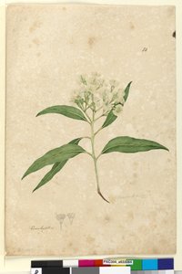 Side 84. Eucalyptus paniculata, ca. 1803-06 (wc, penn, blekk og blyant) av John William Lewin