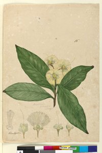 Side 85. Angophora intermedia, ca. 1803-06 (wc, penn, blekk og blyant) av John William Lewin