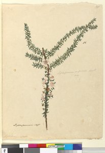 Side 86. Leptospermum scoparium, ca. 1803-06 (wc, penn, blekk og blyant) av John William Lewin