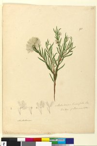Side 92. Melaleuca linariifolia, ca. 1803-06 (wc, penn, blekk og blyant) av John William Lewin