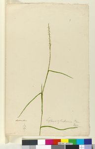 Side 9. Lepturus cylindricus, ca. 1803-06 (wc, penn, blekk og blyant) av John William Lewin