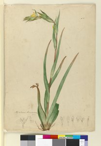l. Phylidrum lanuginosum, ca. 1803-06 (wc, penn, blekk og blyant) av John William Lewin