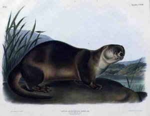 Lutra Canadensis eller Lataxina Mollis (Canada Otter), plate 122 fra 