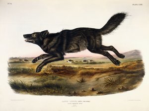 Svart amerikansk ulv, mann, 1845