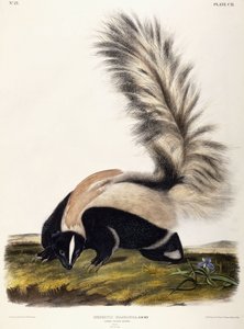 Storhalet skunk, 1846