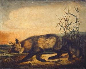 Langhalet rødrev, 18481854.