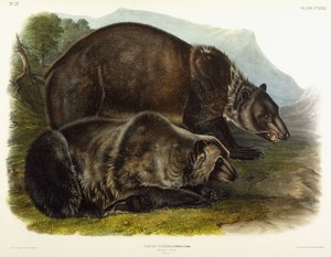 Hann grizzlybjørn, 1848 av John Woodhouse Audubon