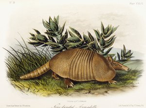 Ni-båndet beltedyr, 1849-1854 av John Woodhouse Audubon