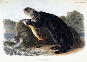 Sea Otter, ung mann, 1848
