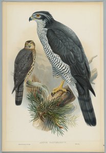 Astur Palumbarius - hønsehauk, tegnet av J. Wolf, gravert av H. C. Richter