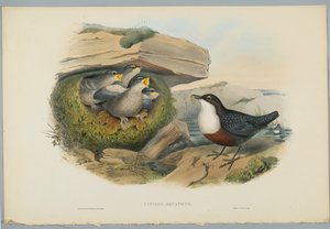 Cinclus Aquaticus - Water Ousel eller Dipper, gravert av H. C. Richter
