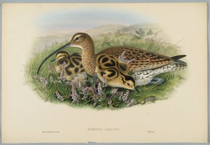 Numenius Arquata - Curlew, gravert av H. C. Richter
