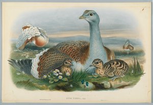 Otis Torda - Stor bustard, tegnet av J. Wolf, gravert av H. C. Richter