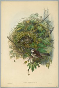 Passer Domesticus - Vanlig gråspurv, gravert av H. C. Richter