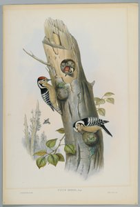 Picus Minor - mindre spett, gravert av H. C. Richter