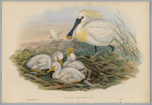 Platalea Leucorodia - Spoonbill and Young, gravert av H. C. Richter