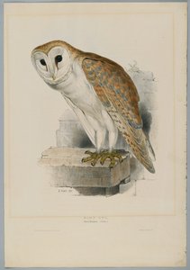 Strix Flammea - Lårugle