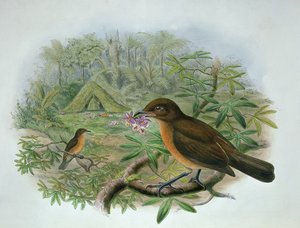 Amblyornis Inornatus, Vogelkop Gardener Bowerbird