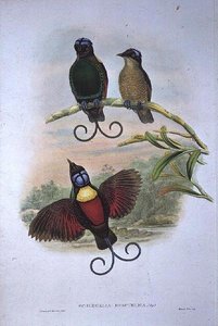 Wilsons Phyllodes Respublica - Bird of Paradise